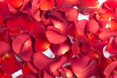 Beyaz arka plan gül yaprakları.