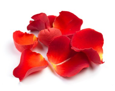 Beyaz arka plan gül yaprakları.