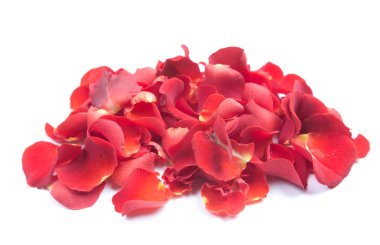 Beyaz arka plan gül yaprakları.