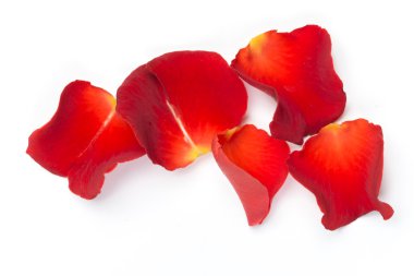 Beyaz arka plan gül yaprakları.