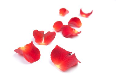 Beyaz arka plan gül yaprakları.