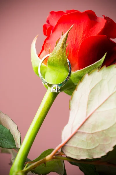 Природних червоних троянд — стокове фото