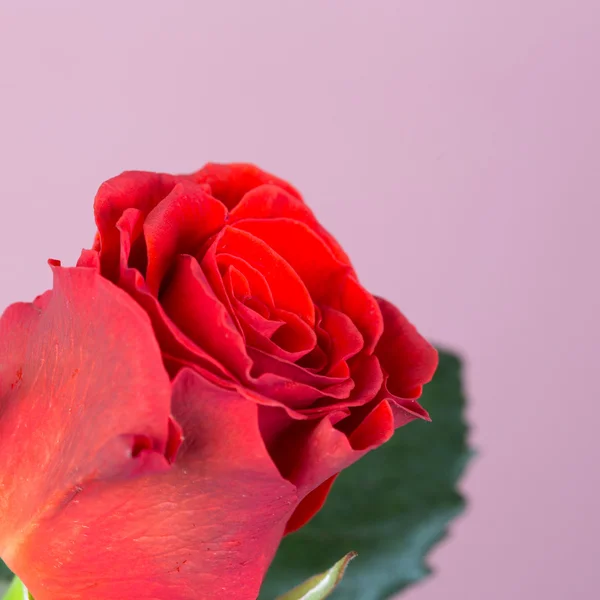 Természetes vörös rózsa — Stock Fotó