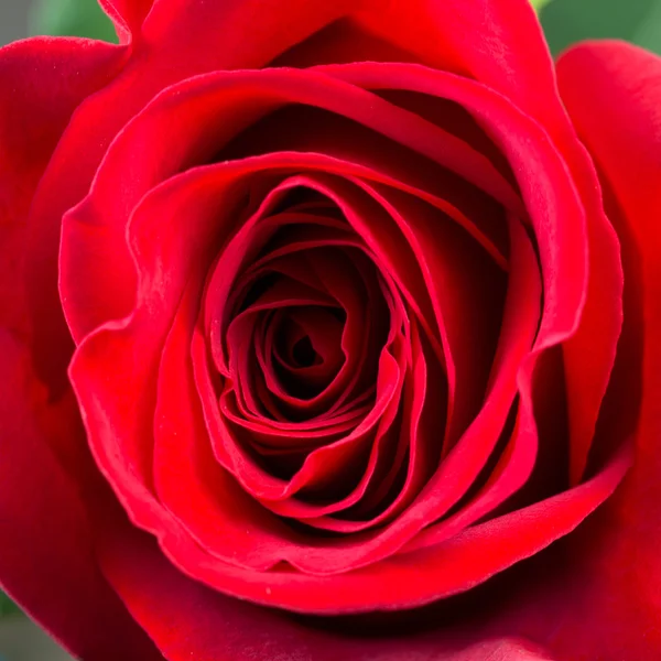 Natürliche rote Rosen — Stockfoto
