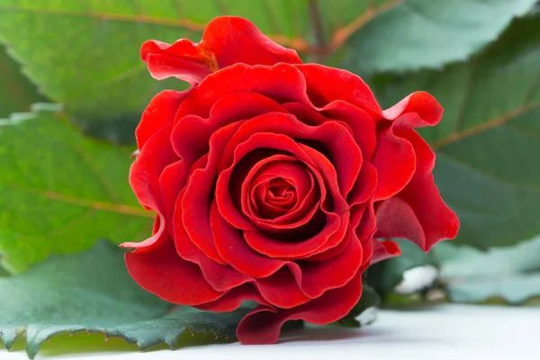 Natürliche rote Rosen — Stockfoto