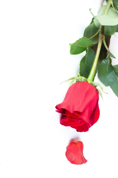 자연적인 빨간 장미 — 스톡 사진