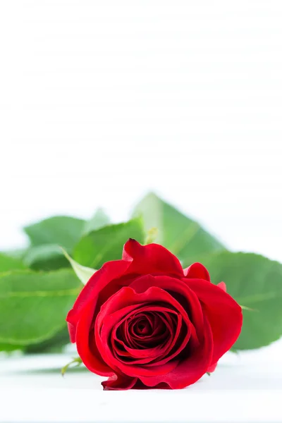 Schöne rote Rose — Stockfoto