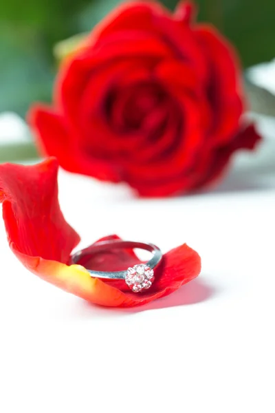 Schöne rote Rose — Stockfoto