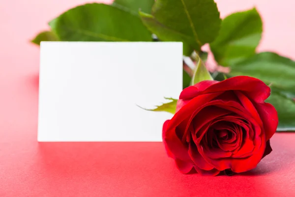 Red rose with card — Stock Photo, Image