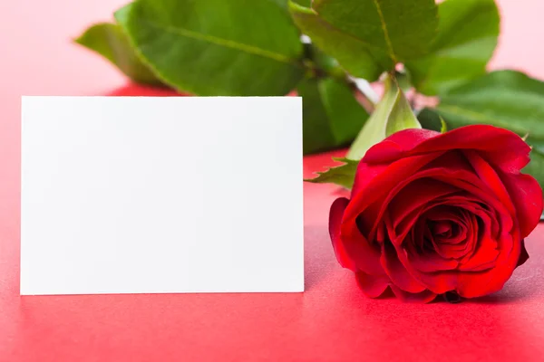 Red rose with card Stock Image