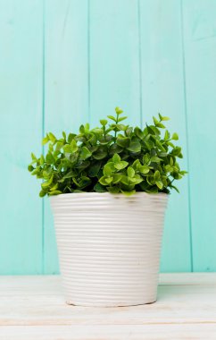 Minimalizm tarzı saksıyı