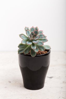 Karanfiller. Succulents