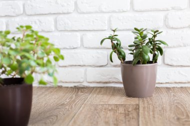 Karanfiller. Succulents