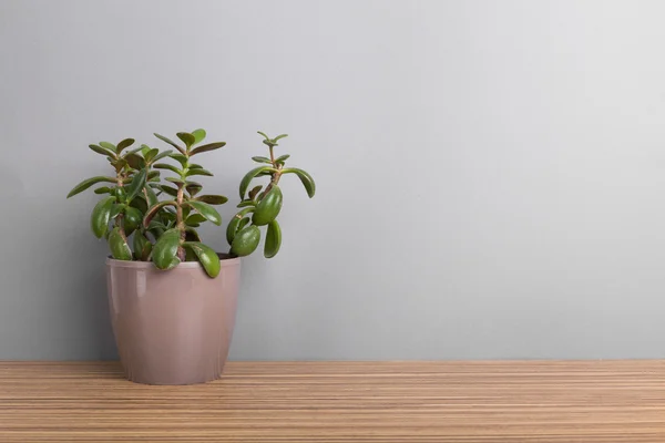 Kamerplanten. Vetplanten — Stockfoto