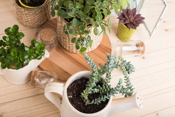 Plantas de casa em vasos — Fotografia de Stock