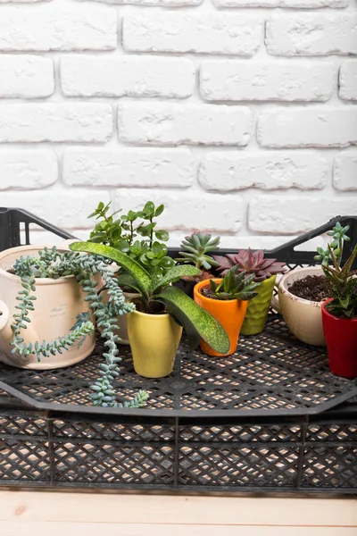 Tanaman rumah. Succulents — Stok Foto