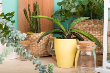 Yeşil succulents tencere