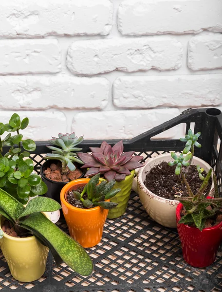 house plants in box