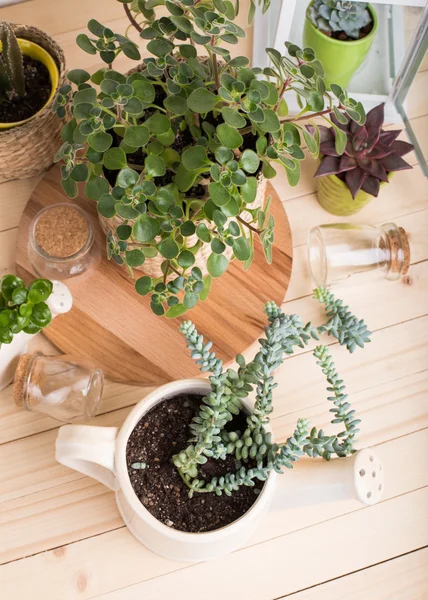 Groene vetplanten in potten — Stockfoto