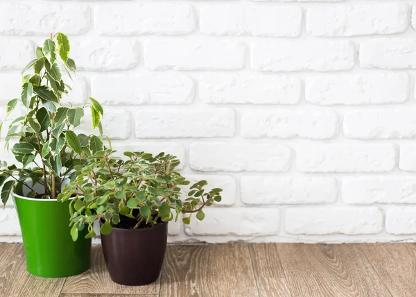 Succulent flowers in flowerpots — Stock Photo, Image