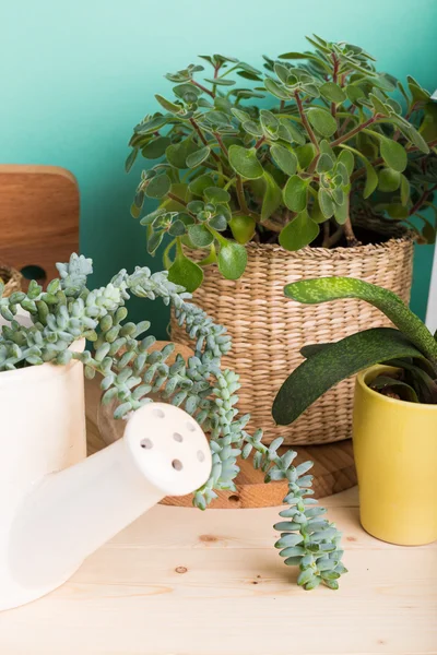 Succulente verde in vaso — Foto Stock