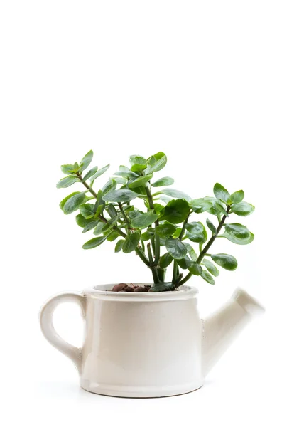 Planta suculenta em vaso — Fotografia de Stock