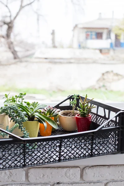 house plants in box