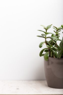 etli çiçek saksı içinde 