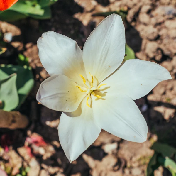 Beautiful tulip in spring — Stock Photo, Image