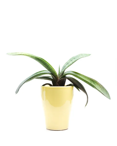Pianta verde in vaso — Foto Stock