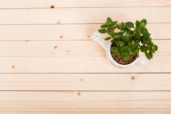 Groene succulente in pot — Stockfoto