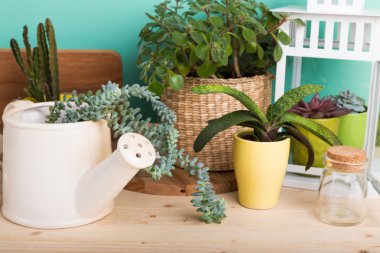 Yeşil succulents tencere 