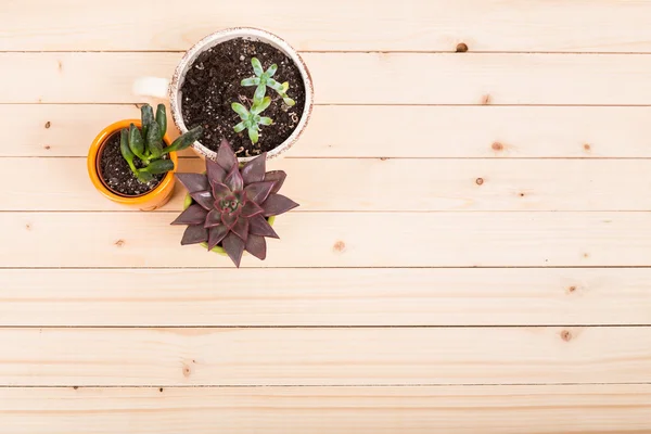 Groene vetplanten in potten — Stockfoto