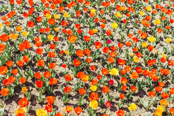 Beautiful tulips in garden — Stock Photo, Image