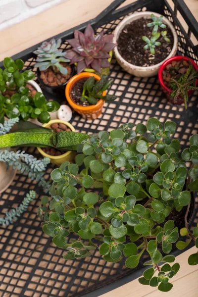 house plants in box