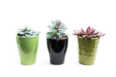 Tencere etli bitkiler