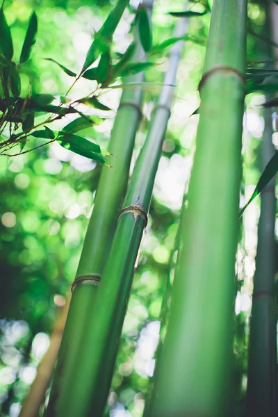 Zelený bambusový les — Stock fotografie