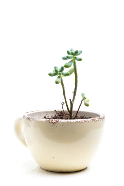 Plantas suculentas em vaso — Fotografia de Stock