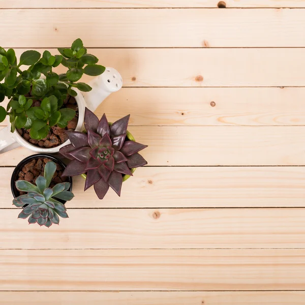 Groene vetplanten in potten — Stockfoto