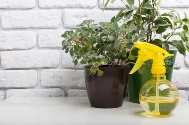 etli Çiçek saksıları 