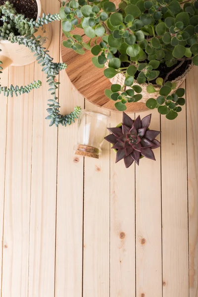 Groene vetplanten in potten — Stockfoto