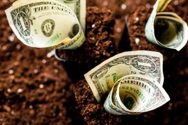 Amerikan Doları sıfırdan büyümek