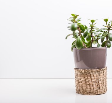 etli çiçek saksı içinde