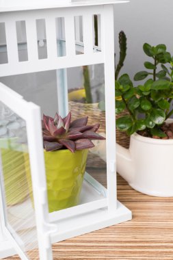 etli Çiçek saksıları 