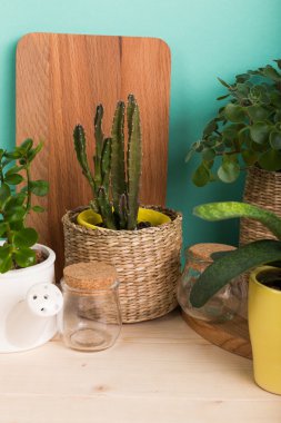 Yeşil succulents tencere 