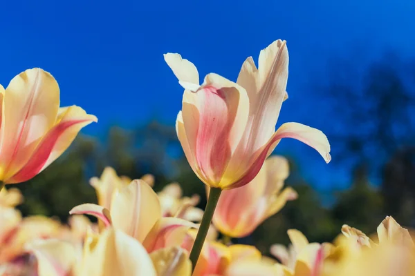 Beautiful tulips in spring — Stock Photo, Image