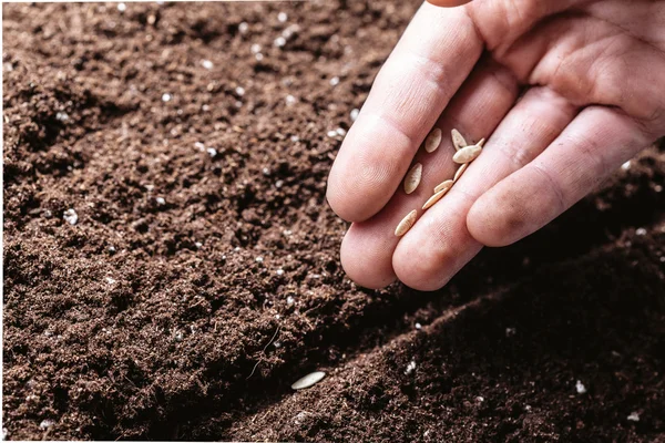 male hand planting seeds