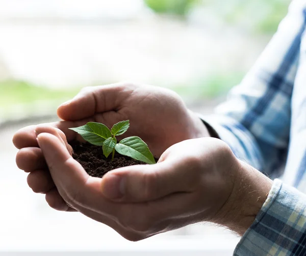 Tangan memegang sapling — Stok Foto