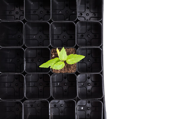 Plant sprouting in brown soil