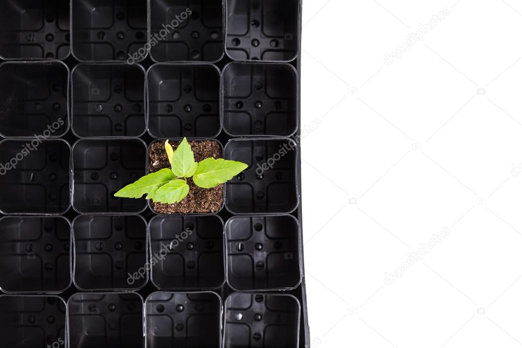 Plant sprouting in brown soil